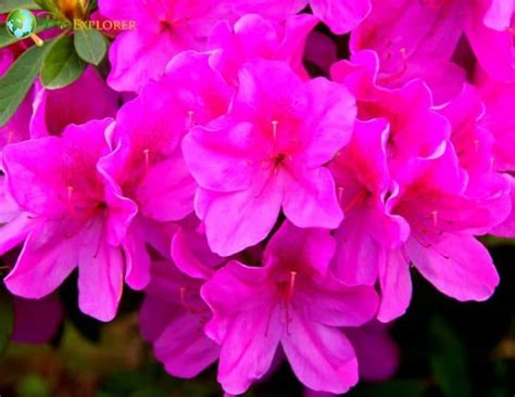 Azalea Flowers | 29 Types of Azaleas | Plant Care | Pictures