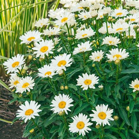 Shasta Daisy Seeds 20 per Pack USA Grown and Shipped | Etsy