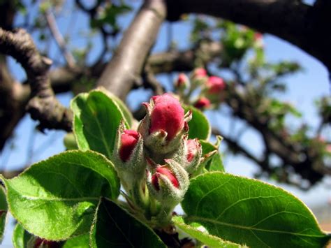 Pink apple buds on the tree branch free image download