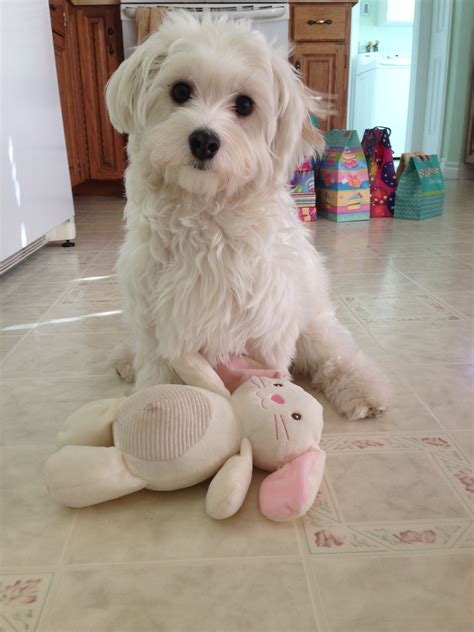 Adorable Maltese/Havanese Celebrating 1st Birthday with Favorite Toy