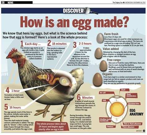 We know that hens lay eggs, but what is the science behind how that egg ...