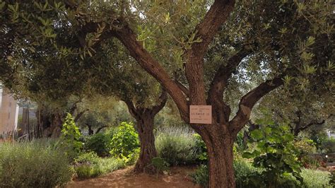 The Complete Guide to The Garden of Gethsemane | Sar-El Tours & Conferences