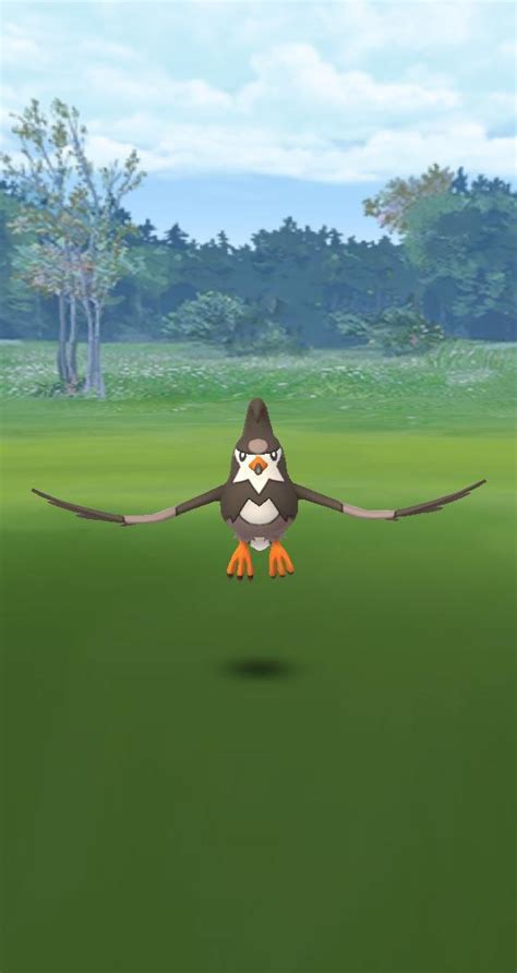 Staravia Pokémon: How to catch, Stats, Moves, Strength, Weakness ...