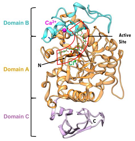 PDB-101: Diabetes Mellitus: Diabetes Mellitus: undefined: Alpha glucosidase