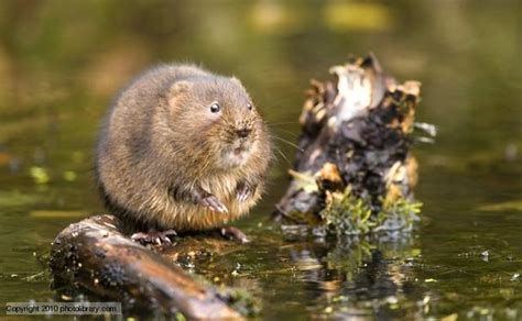 "European Water Vole (Arvicola amphibius). In Britain, water voles live ...