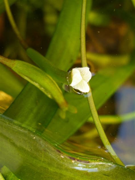 Eelgrass Sex is Strange — In Defense of Plants