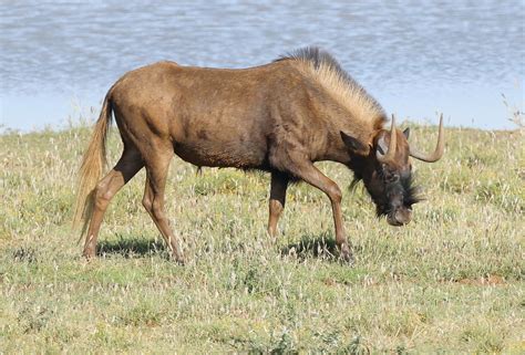 black-wildebeest – BirdLife eThekwini KZN