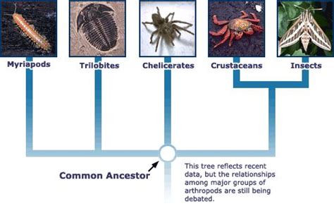 The five branches of the arthropod tree - Understanding Evolution | Arthropods, Insects, Ancestor