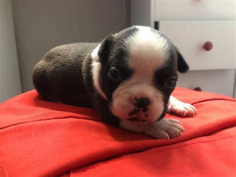 9 French bulldog puppies for adoption Las Vegas - Puppies for Sale Near Me