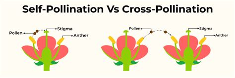 What are Self Pollination and Cross Pollination?