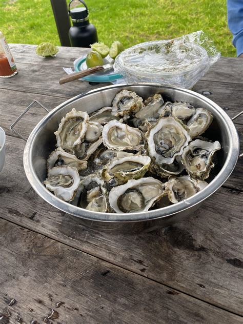 Bodega Bay Oysters - Dining and Cooking