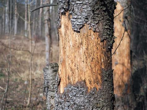 Why Tree Bark Doesn’t Grow Back And How To Repair It - Tree Journey