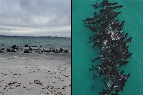 BREAKING: Mass whale stranding in Southern WA