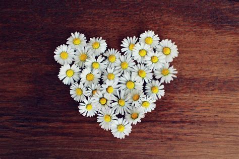 Free photo: Daisy, Heart, Daisy Heart, Love - Free Image on Pixabay ...