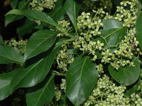 Euonymus fortunei (climbing spindle-tree): Go Botany