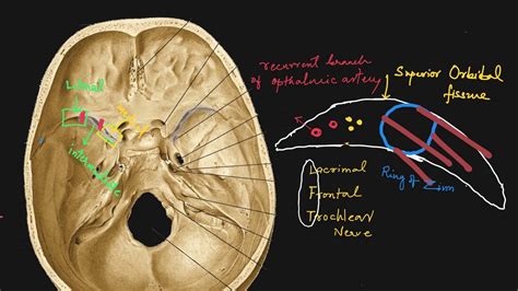 Middle Cranial Fossa Anatomy