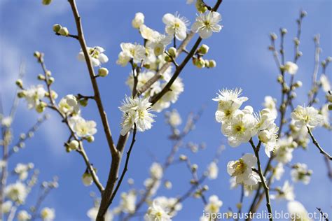 Japan Australia: Plum Blossoms at Bairin Koen