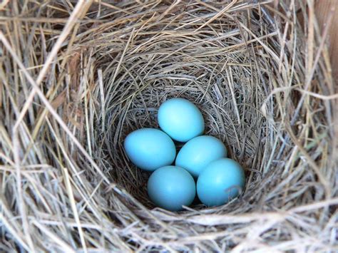 Eastern Bluebird Eggs | by Linda Crum. Eastern Bluebird nest… | Flickr