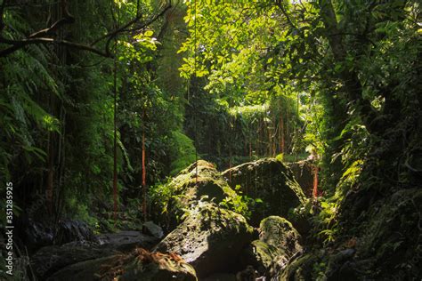 Dense equatorial vegetation tropical rainforest Stock Photo | Adobe Stock