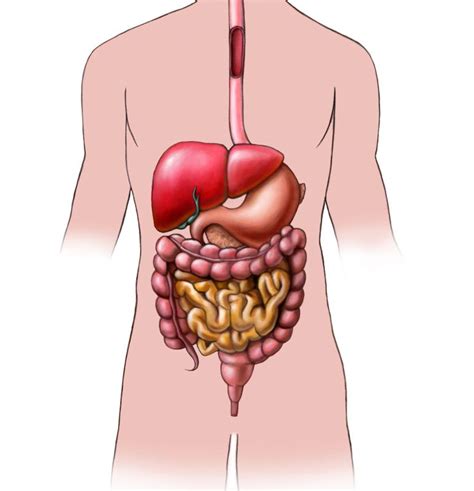 What is Esophageal Dysmotility? (with pictures)