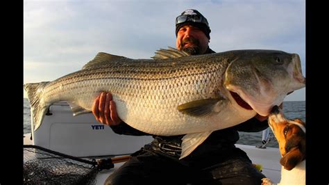 ONE REALLY BIG STRIPER! Striped Bass fishing Chesapeake bay. GIANT ...