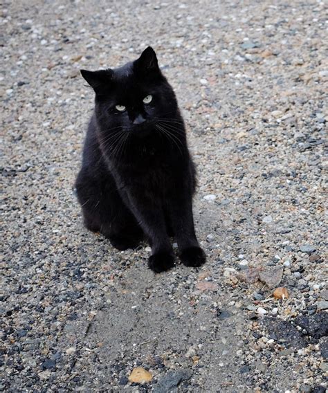 Where Black Cats Got Their Bad Reputation & Why They Don't Deserve It — Refinery29 | Feral cats ...