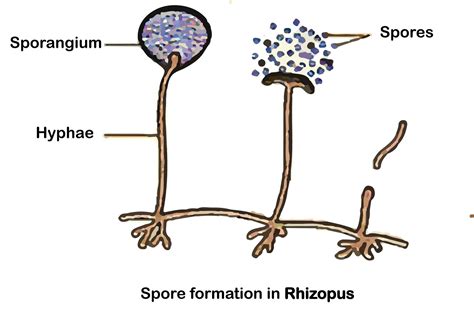 give two examples of plant which reproduce through spore formation ...