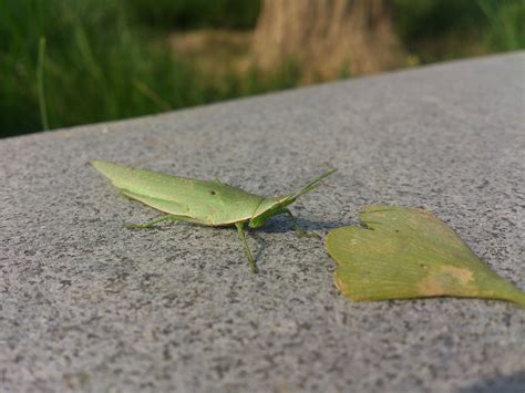 Grasshopper Green Leaf - Free photo on Pixabay - Pixabay