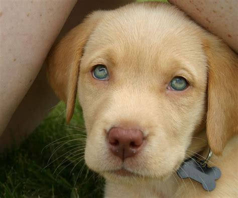 dudley lab - Google Search | Yellow lab puppies, Lab puppies, Labrador ...