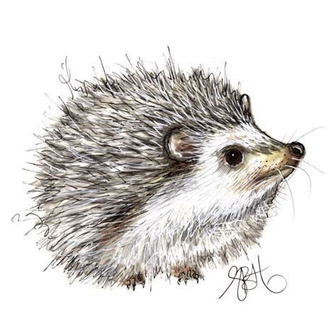 Hedgehog print on canvas | Animal drawings, Animal paintings, Pencil drawings of animals