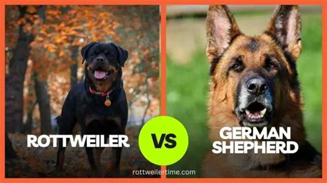 Rottweiler Vs German Shepherd | Which Breed Is Right For You?