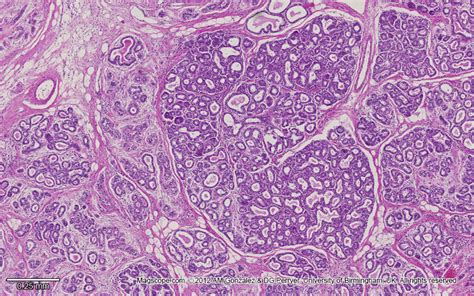 . Histology Slide Download. Magscope.com