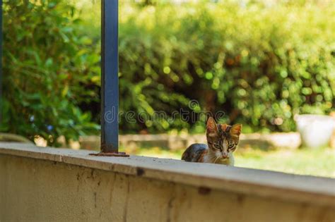 A Low Wall with a Funny Angry Cat Sneaking Behind it. Crouching Tiger ...