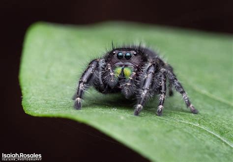 Phidippus audax - Adult female | Arachnoboards