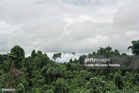 525 Papua New Guinea Rainforest Stock Photos, High-Res Pictures, and ...