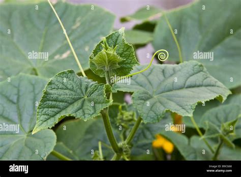 Lebanese Cucumber plant with a vine uncurling Stock Photo - Alamy