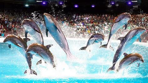 Dolphin Show Dubai: A Spectacular Tourist Attraction