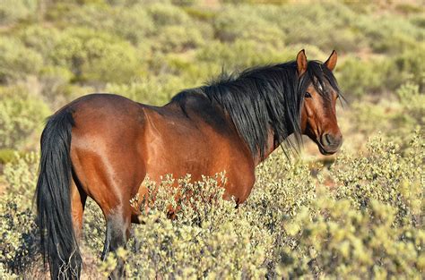 Break in a wild horse in the Australian outback during Brumby Week