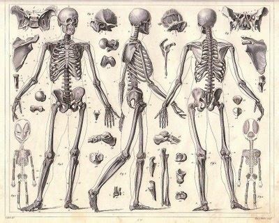 skeleton | Skeleton anatomy, Skeleton drawings, Human skeleton