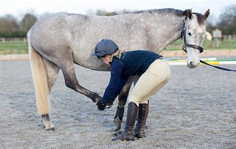 How to stretch your horse: useful techniques you need | Horse & Hound