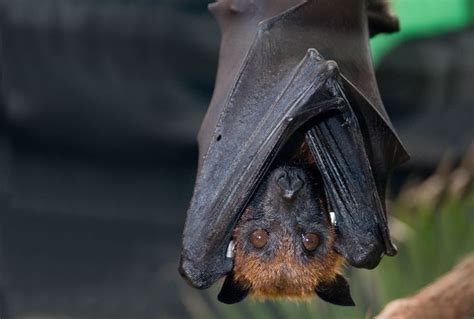 ZOO BLACK BATS | Flying Fox Bat | Animal guides, Columbus zoo, Fox bat