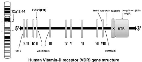 Human vitamin D receptor (VDR) gene polymorphic sites. | Download Scientific Diagram