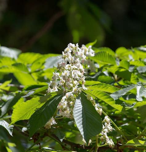 Flowers of chestnut tree stock image. Image of spring - 101330089