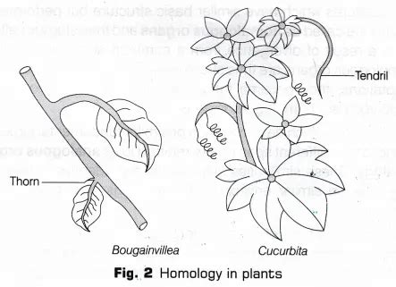 Homology Plant