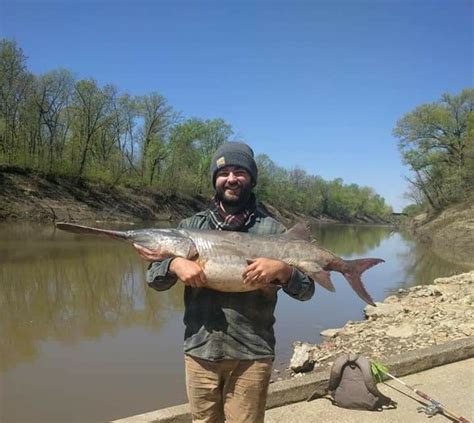 DIY Paddlefish Caviar - Conservation Federation of Missouri