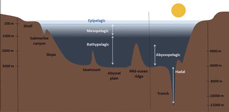 The Ocean Floor Diagram | Review Home Decor