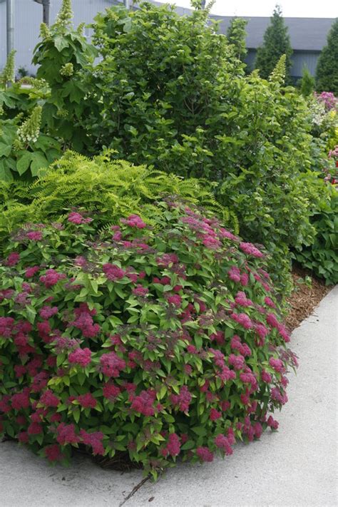 double_play_spirea_landscaping.jpg | Proven Winners