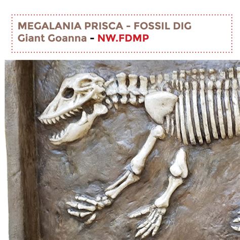 Megalania Prisca Fossil Dig Sculpture & Statue