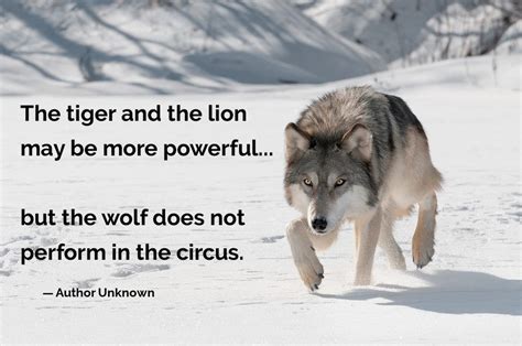 The tiger and the lion may be more powerful... but the wolf does not perform in the circus ...