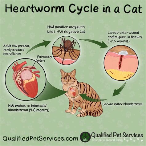 The Critical Role of Heartworm Prevention in Cats